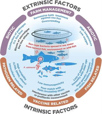 Why vaccines fail against Piscirickettsiosis in farmed salmon and trout and how to avoid it: A review